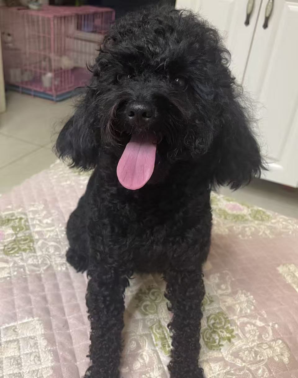 萌宠时光